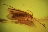 Detailed Fossil Caddisfly (Trichopterae) In Baltic Amber #90851-1